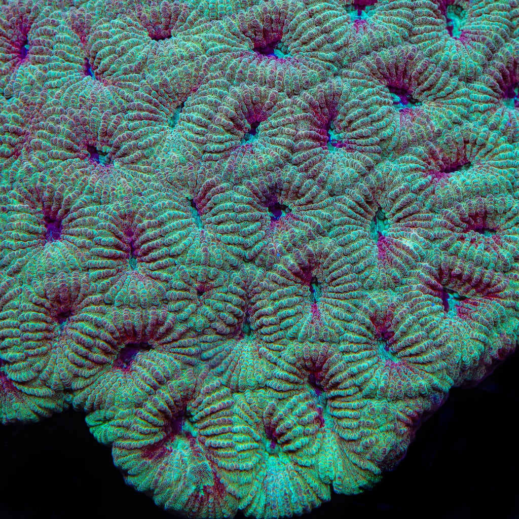 TSA Fairy Dust Favia XL Frag Coral