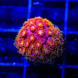 TSA Fantasia Goniopora Coral