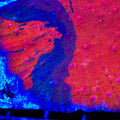 TSA Fire and Ice Chalice Coral