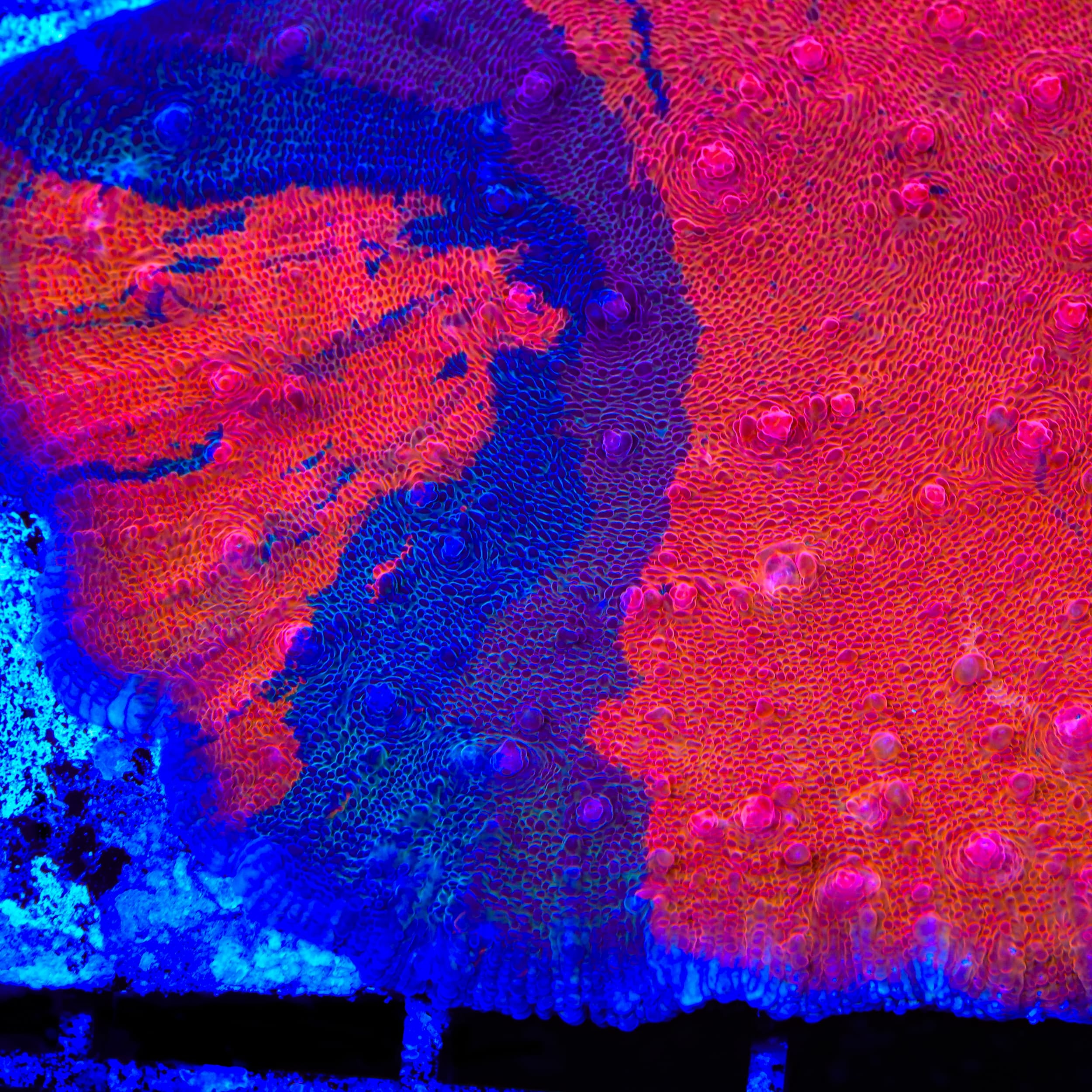 TSA Fire and Ice Chalice Coral