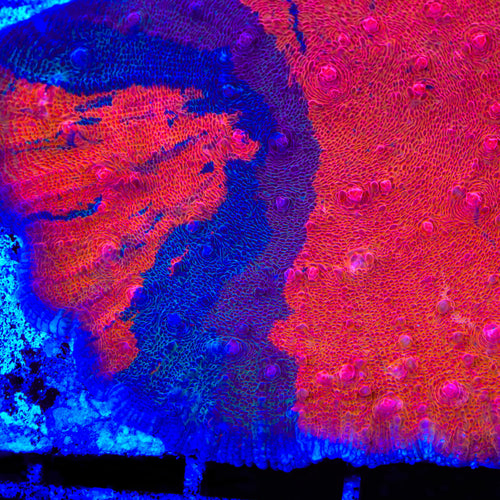 TSA Fire and Ice Chalice Coral