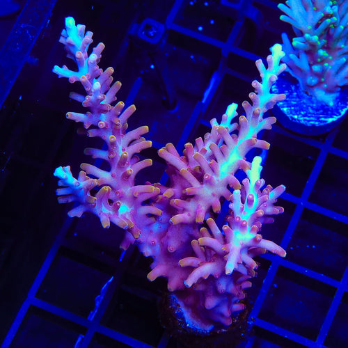 TSA Fire Dragon Acropora Colony Coral