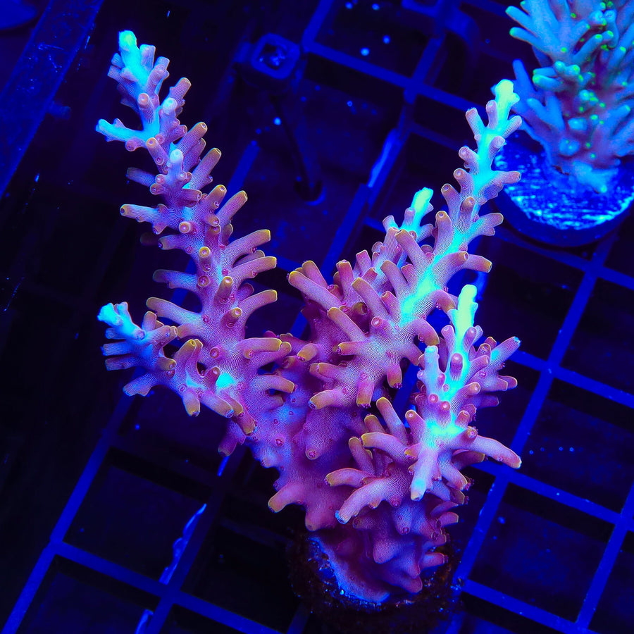TSA Fire Dragon Acropora Colony Coral