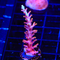 TSA Fire Dragon Acropora Coral