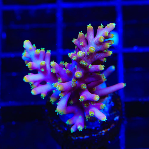 TSA Fire Dragon Acropora XL Frag Coral