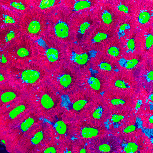 TSA Fire Favia Coral