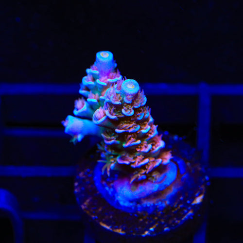 TSA Fire in the Sky Tenuis Acropora Coral