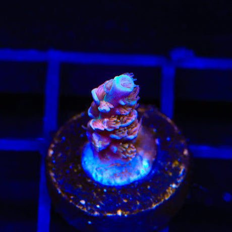 TSA Fire in the Sky Tenuis Acropora Coral