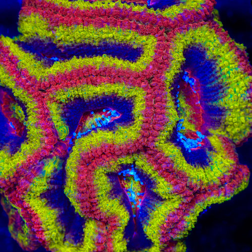 TSA Fire Starter Acan Coral