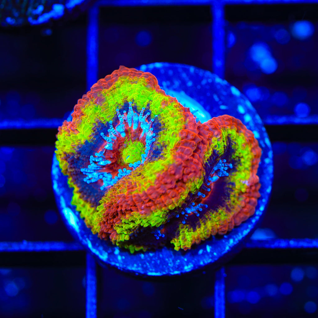 TSA Fire Starter Acan Coral