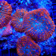 TSA Fire Watcher Mushroom Coral