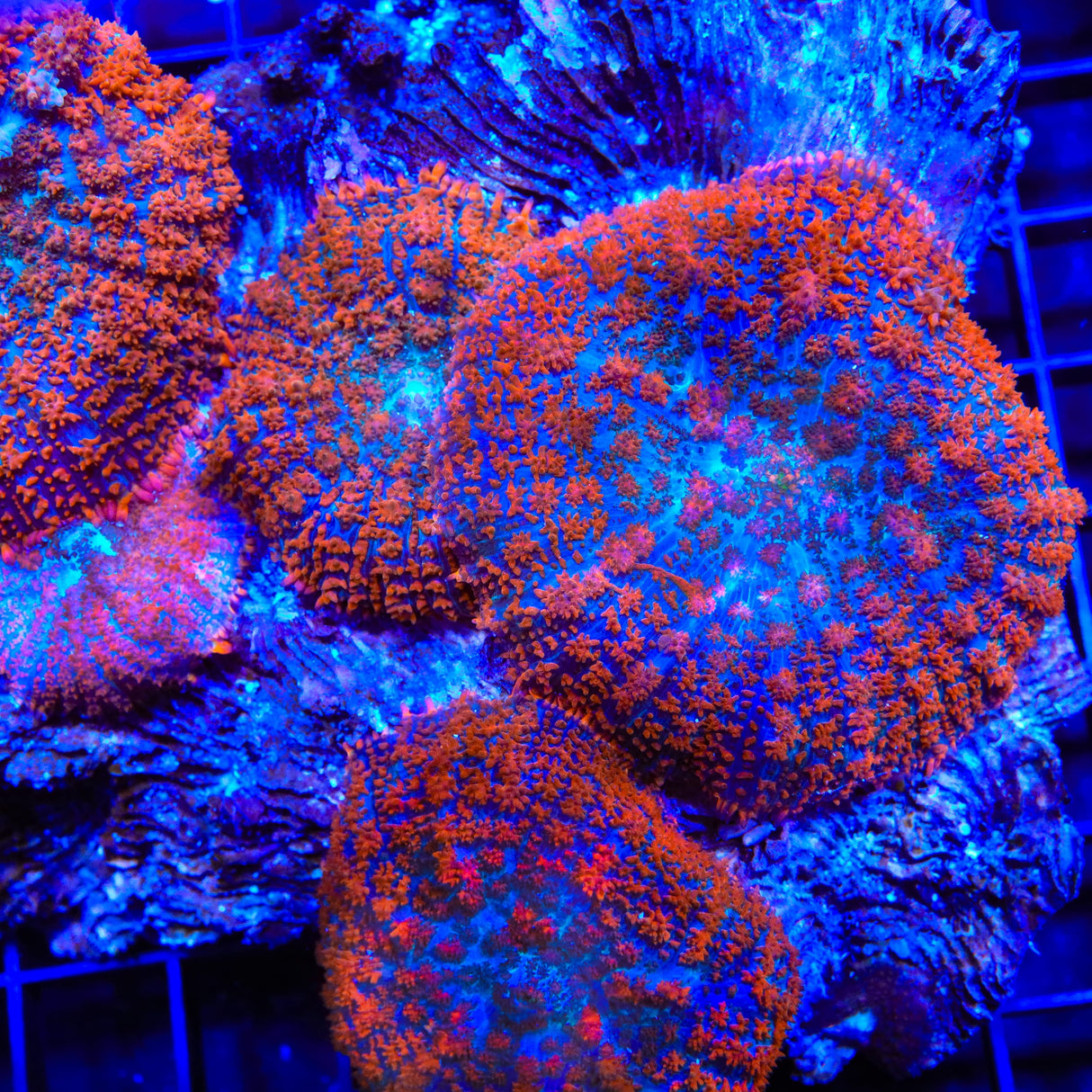 TSA Fire Watcher Mushroom Coral