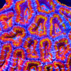 TSA Fireball Acan Coral