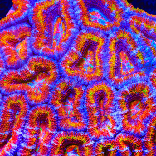 TSA Fireball Acan Coral