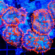 TSA Firecracker Mushroom Coral