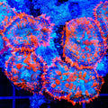 TSA Firecracker Mushroom Coral