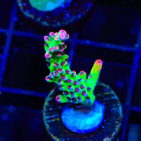 TSA Flame Tip Microclados Acropora Coral