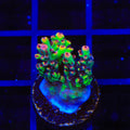 TSA Flame Tip Microclados Acropora Coral
