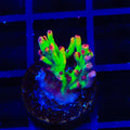 TSA Flame Tip Microclados Acropora Coral