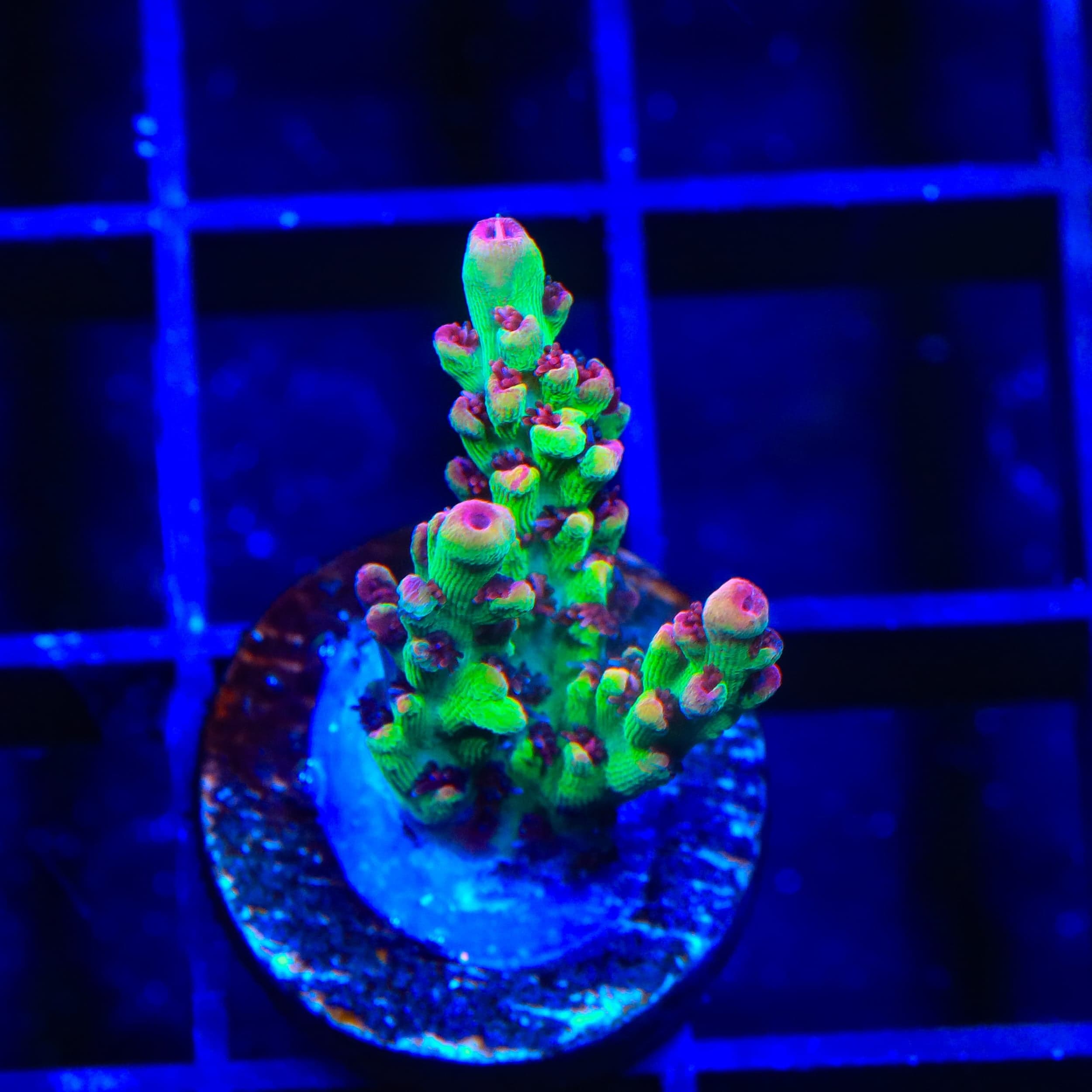 TSA Flame Tip Microclados Acropora Coral