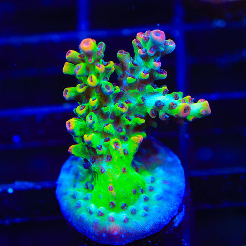 TSA Flame Tip Microclados Acropora Coral