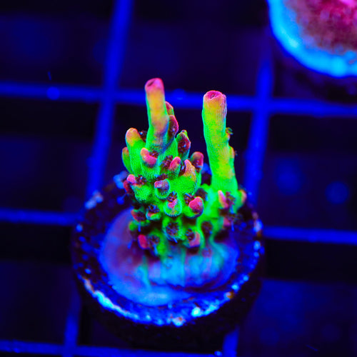 TSA Flame Tip Microclados Acropora Coral