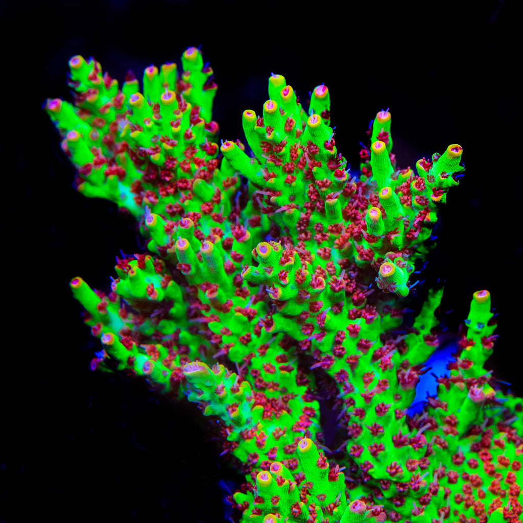 TSA Flame Tip Microclados Acropora Coral