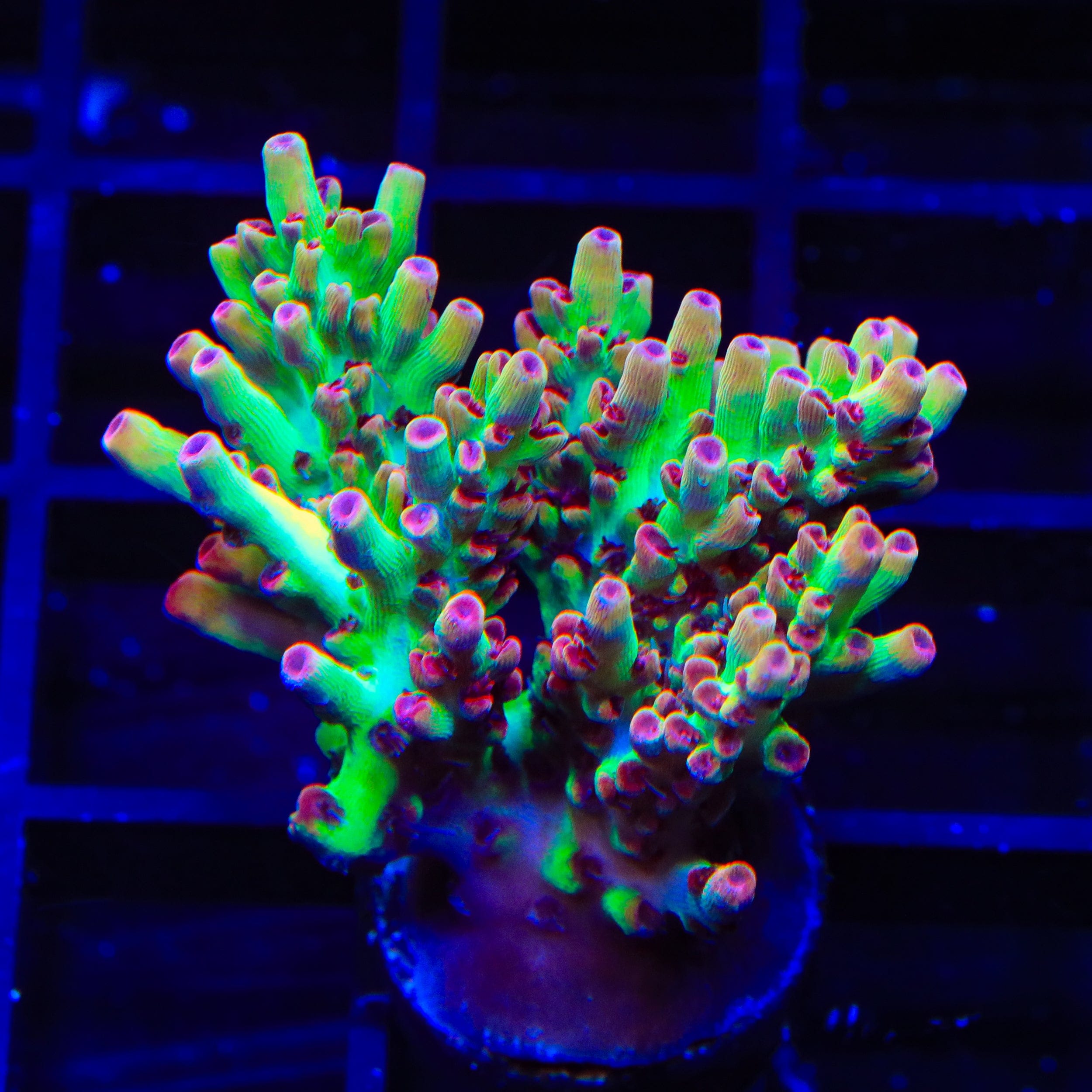 TSA Flame Tip Microclados Acropora XL Frag Coral