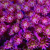 TSA Flaming Lips Goniopora Coral