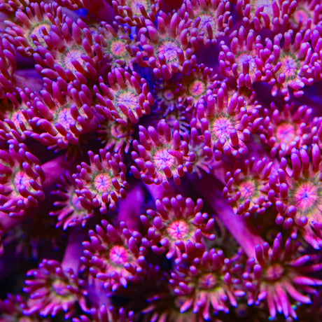 TSA Flaming Lips Goniopora Coral