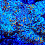 TSA Flash Freeze Mushroom Coral