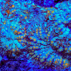 TSA Flash Freeze Mushroom Coral