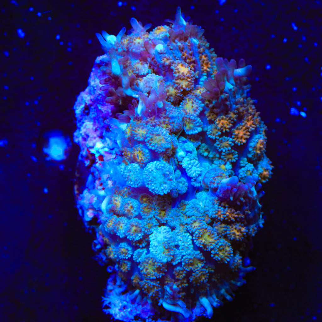 TSA Flash Freeze Mushroom Coral