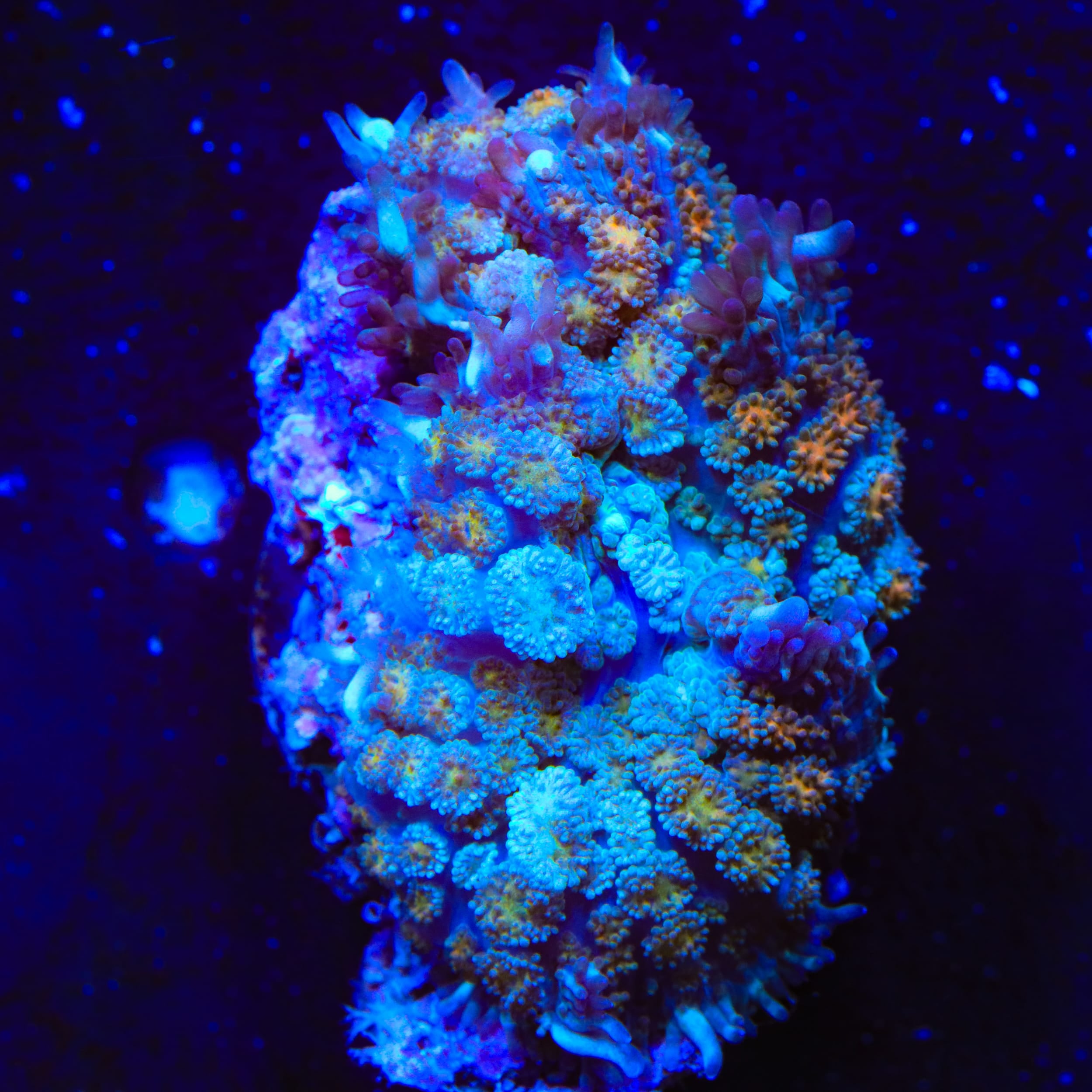 TSA Flash Freeze Mushroom Coral