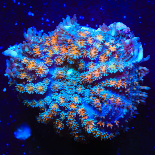 TSA Flash Freeze Mushroom Coral