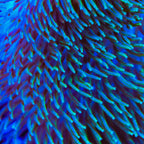 TSA Flasher Leather Coral