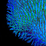 TSA Flasher Leather Coral