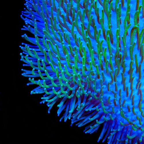 TSA Flasher Leather Coral