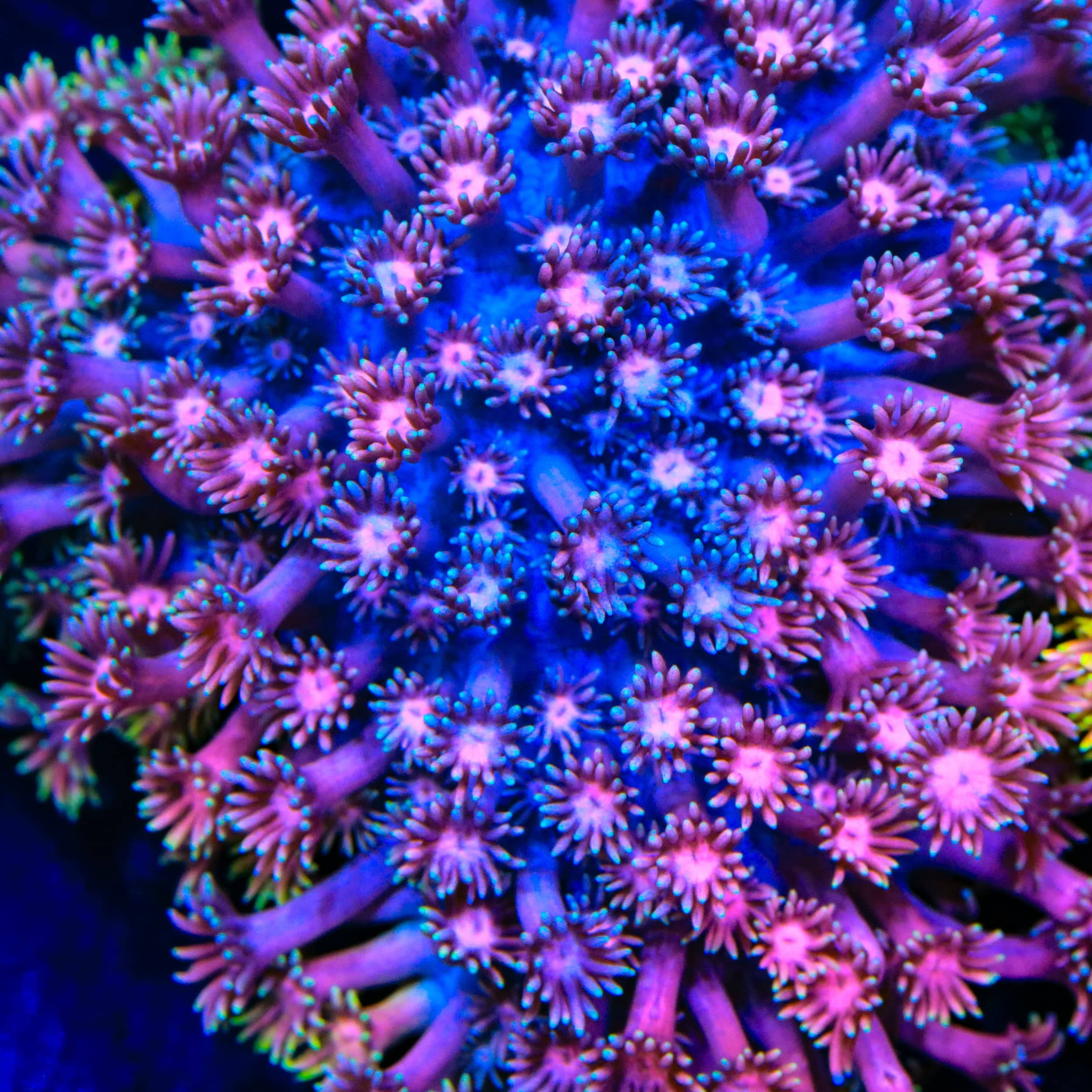 TSA Flavor Saver Goniopora Coral – Top Shelf Aquatics