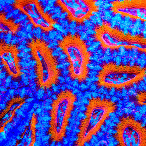 TSA Flea Flicker Acan Coral