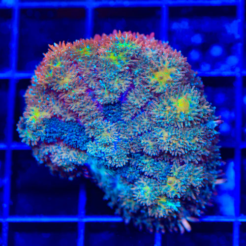 TSA Fleetwood Mushroom Coral