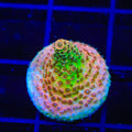 TSA Four Loko Acropora Coral