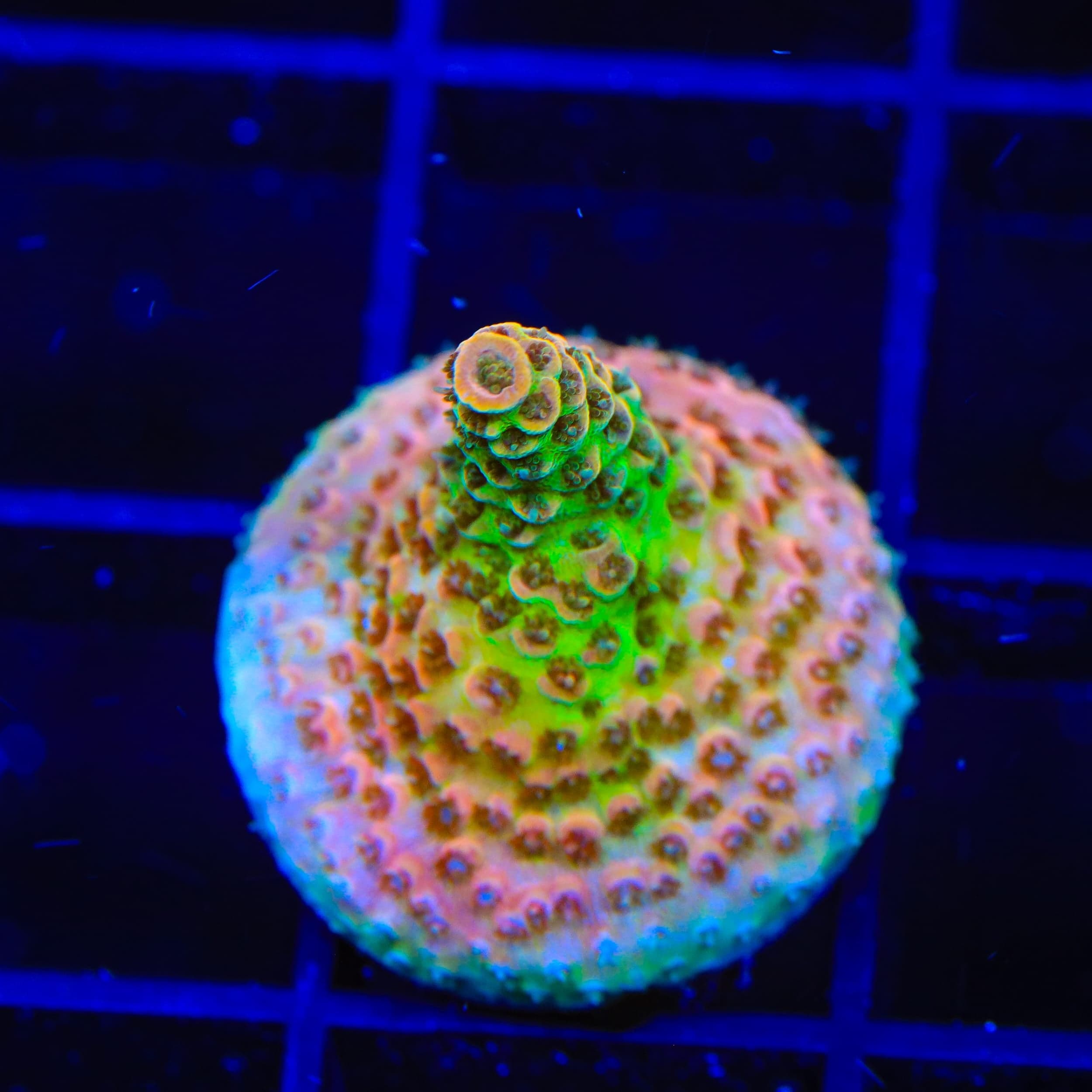 TSA Four Loko Acropora Coral