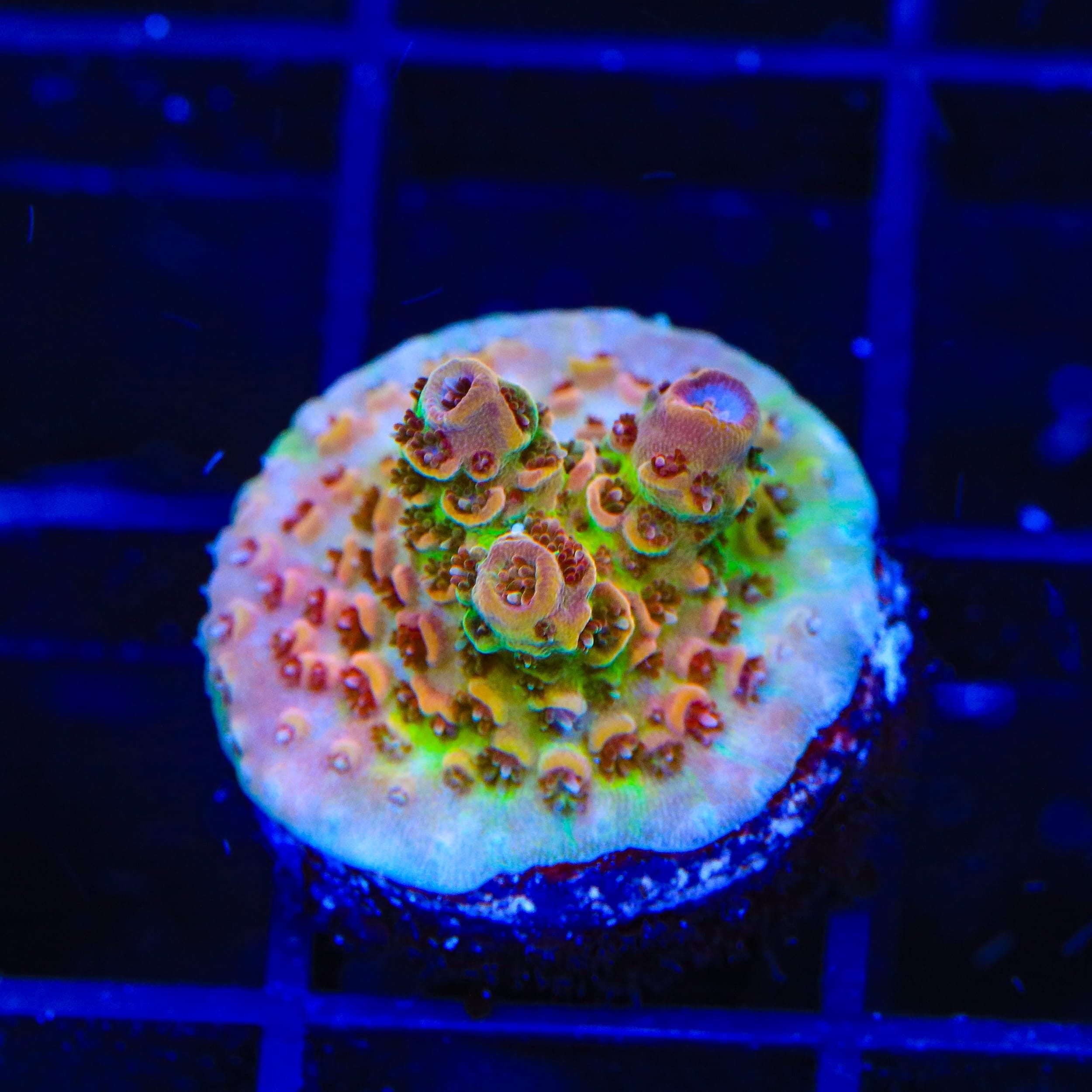 TSA Four Loko Acropora Coral