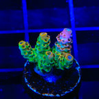 TSA Four Loko Acropora Coral