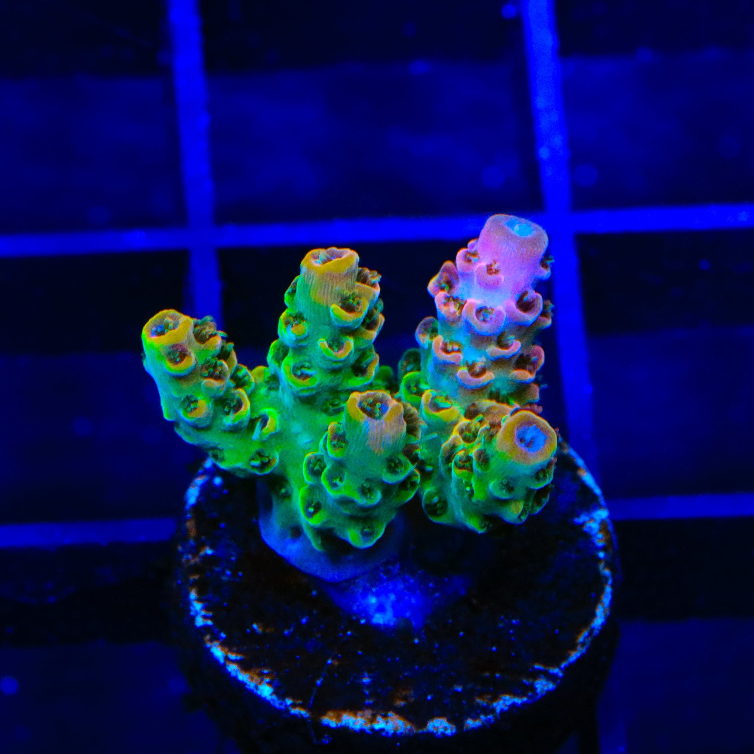 TSA Four Loko Acropora Coral