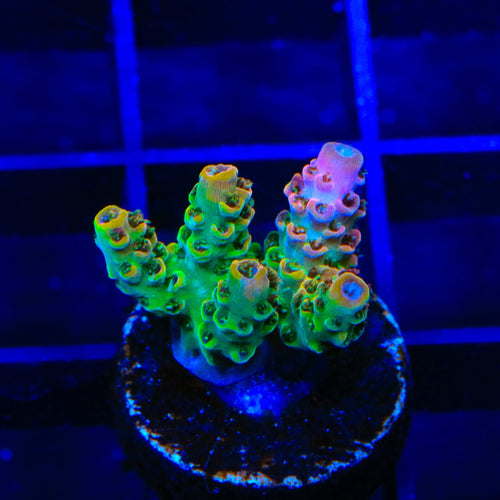 TSA Four Loko Acropora Coral