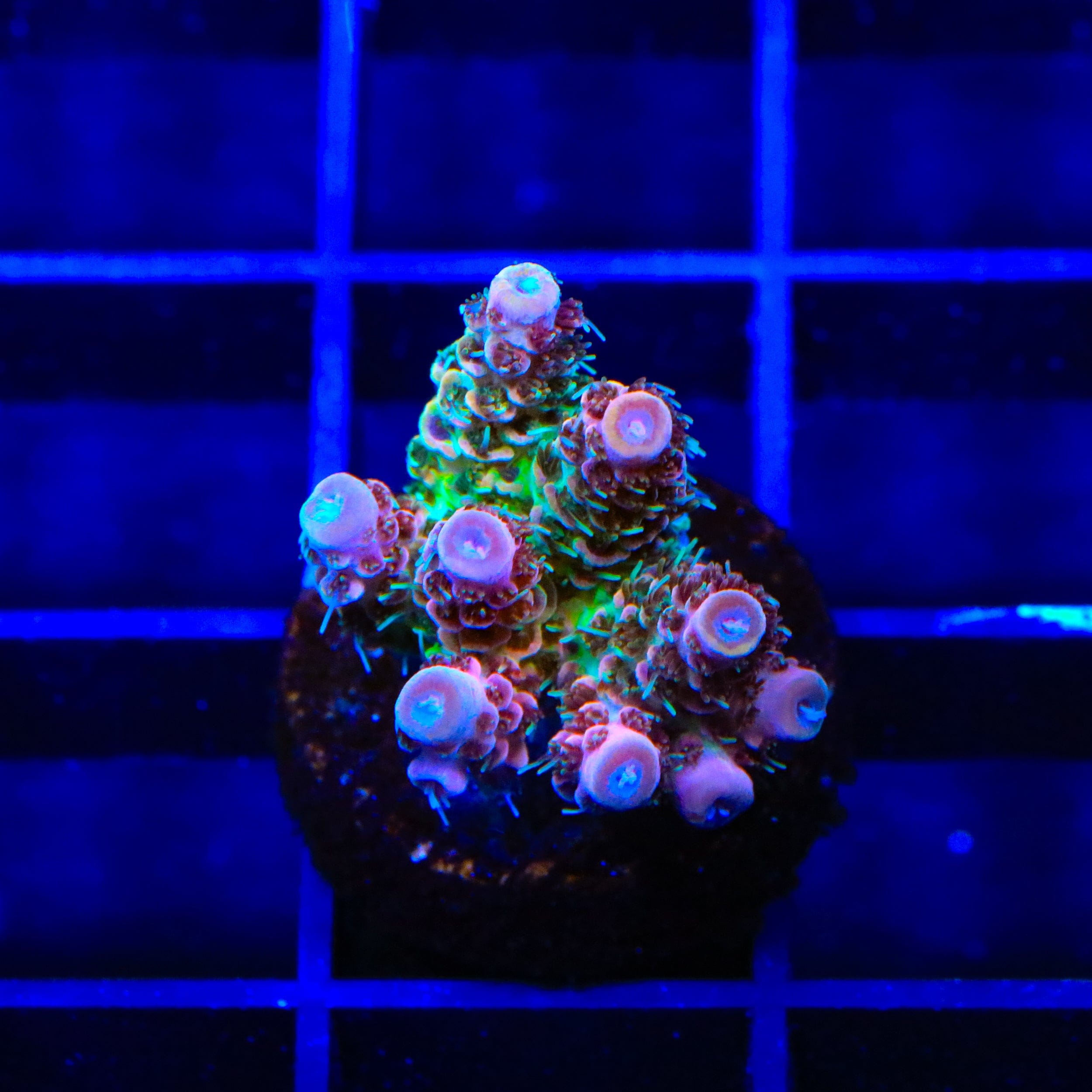 TSA Four Loko Acropora Coral