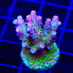 TSA Four Loko Acropora Coral