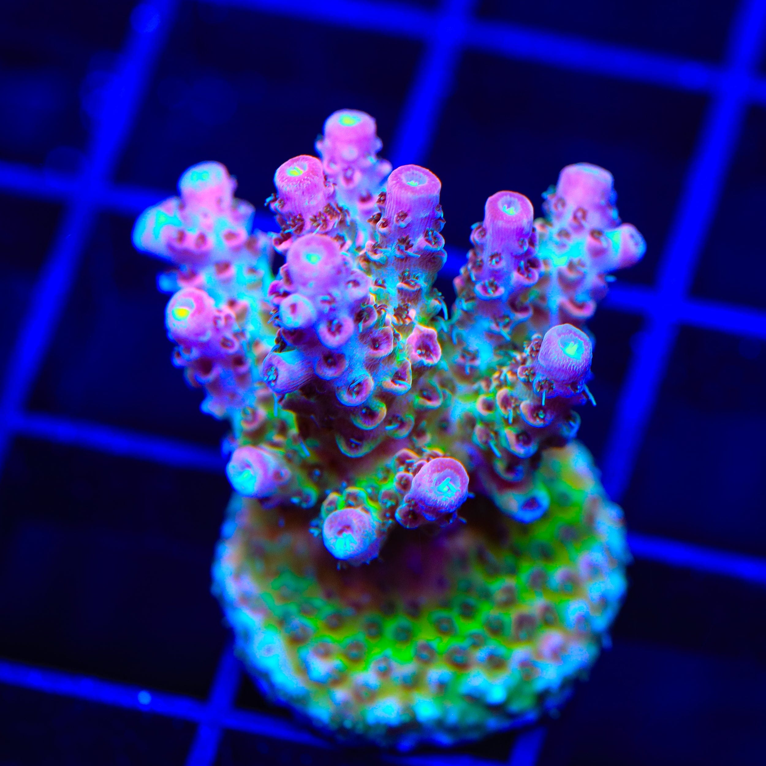 TSA Four Loko Acropora Coral